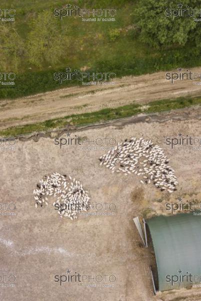 Aerial view on crowded ducks on poultry farm (BWP_00026.jpg)