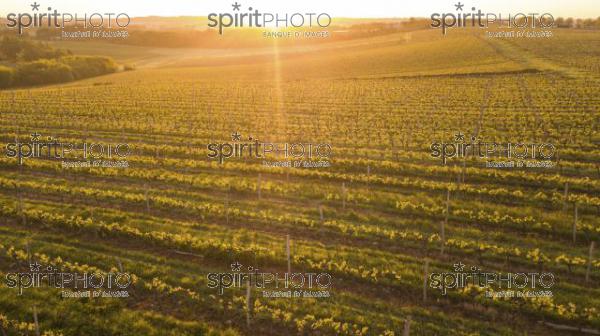 Aerial view of a green summer vineyard at sunset (BWP_00048.jpg)