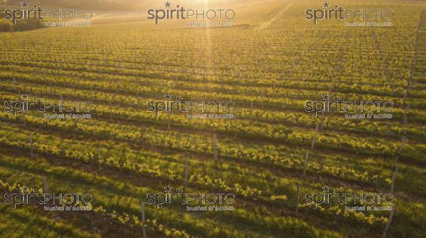 Aerial view of a green summer vineyard at sunset (BWP_00049.jpg)