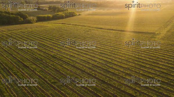 Aerial view of a green summer vineyard at sunset (BWP_00051.jpg)