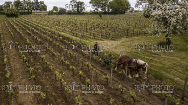 Aerial view Labour Vineyard with a draft horse, Saint-Emilion-France (BWP_00054.jpg)