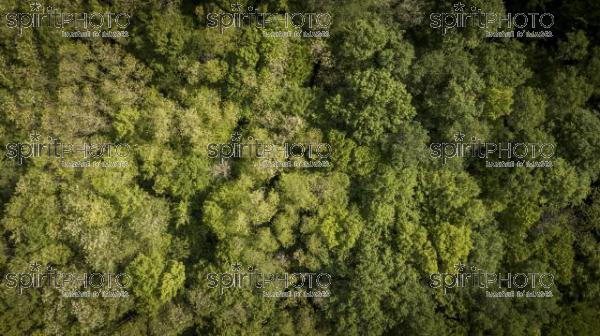 Aerial of flying over a beautiful green forest in a rural landscape, Gironde (BWP_00060.jpg)