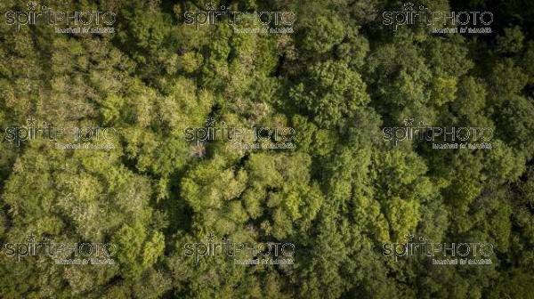 Aerial of flying over a beautiful green forest in a rural landscape, Gironde (BWP_00061.jpg)