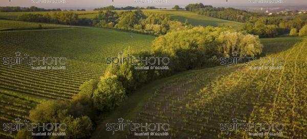 Bordeaux vineyards, Entre Deux Mers, Aquitaine, Gironde department, Aerial View (BWP_00072.jpg)