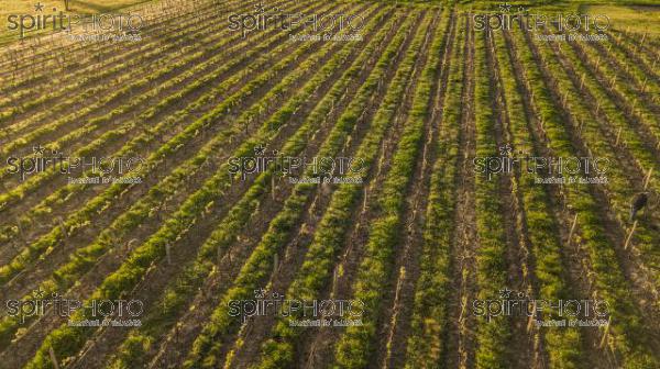 Aerial view Bordeaux vineyard, Aquitaine, France, Europe (BWP_00435.jpg)