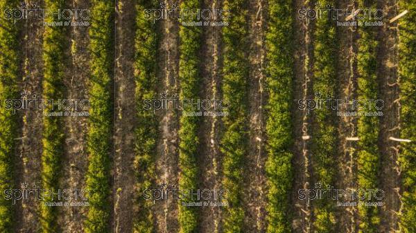 Aerial view Bordeaux vineyard, Aquitaine, France, Europe (BWP_00436.jpg)