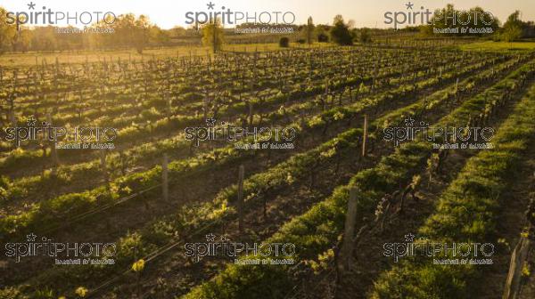 Aerial view Bordeaux vineyard, Aquitaine, France, Europe (BWP_00437.jpg)