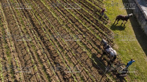 Aerial view, Labour Vineyard with a draft horse, Saint-Emilion-France (BWP_00443.jpg)