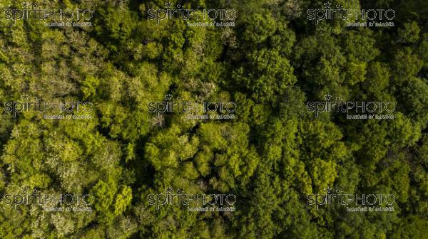 Aerial view of the forest in Gironde, Plantation, France (BWP_00445.jpg)