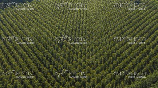 Aerial view of the forest in Gironde, Plantation, France (BWP_00463.jpg)