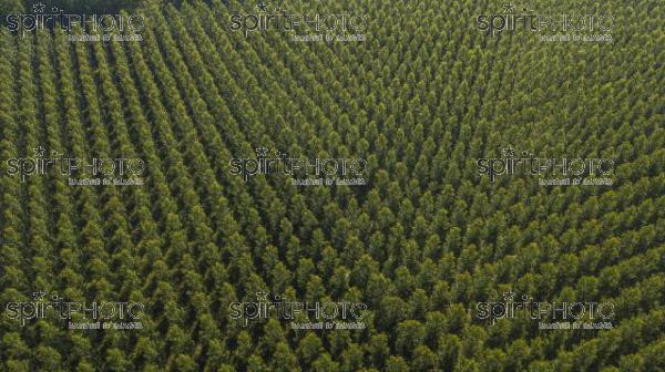 Aerial view of the forest in Gironde, Plantation, France (BWP_00464.jpg)