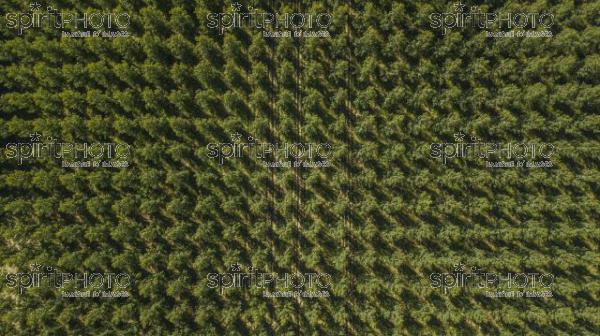 Aerial view of the forest in Gironde, Plantation, France (BWP_00466.jpg)