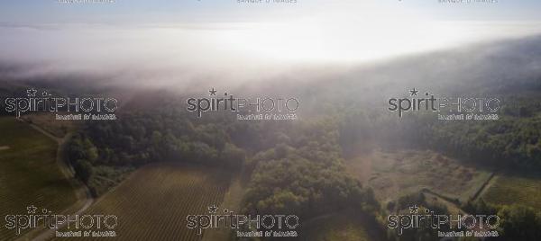 Aerial view, Bordeaux vineyard, landscape vineyard and fog at sunrise (BWP_00489.jpg)