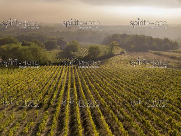 Aerial view Bordeaux Vineyard at sunrise, Entre deux mers, Langoiran, Gironde (BWP_00490.jpg)