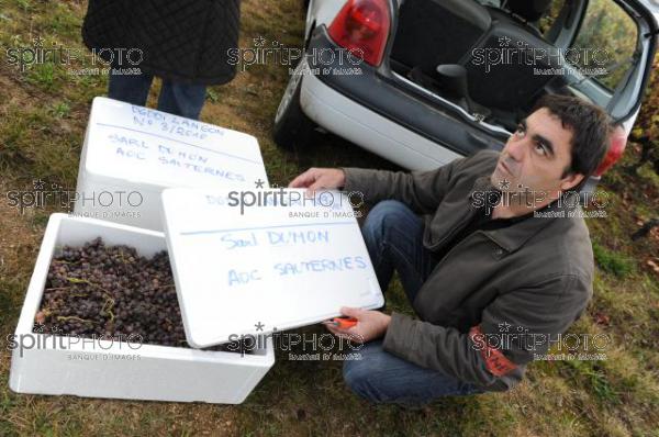 Prlevement de la vendange par le service des douanes dans le Sauternais. (JBNADEAU_00500.jpg)