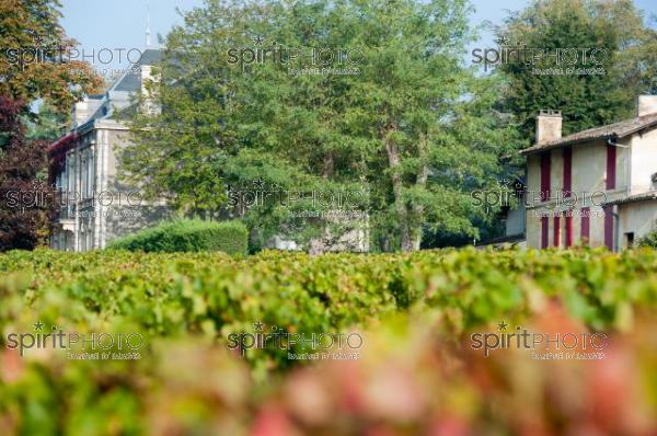 Lalande de Pomerol-Vendanges 2010-Chteau Bel Air (JBNADEAU_00544.jpg)