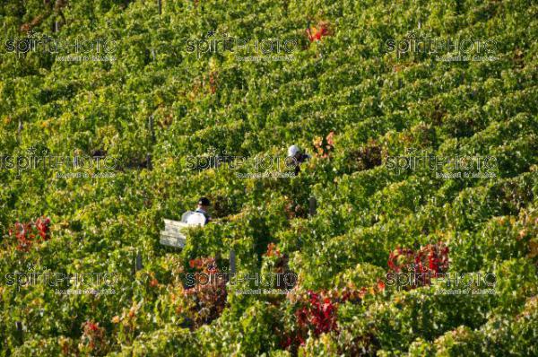 Vendanges 2010-Chteau Ausone (JBNADEAU_00597.jpg)