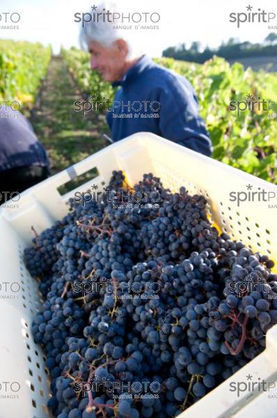 Vendanges 2010-Chteau Ausone (JBNADEAU_00602.jpg)
