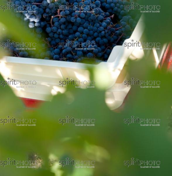 Vendanges 2010-Chteau Ausone (JBNADEAU_00604.jpg)