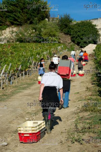 Vendanges 2010-Chteau Ausone (JBNADEAU_00624-2.jpg)