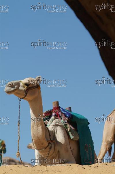 Egypte - Dromadaire dans le dsert (JBNADEAU_00869.jpg)