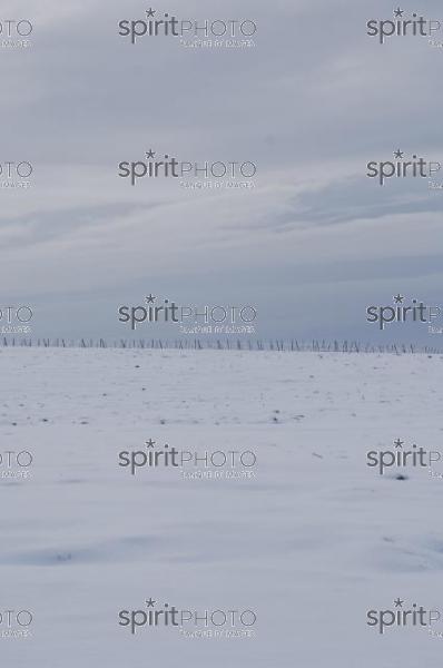Vignoble Bordelais sous la neige (JBNADEAU_01215.jpg)