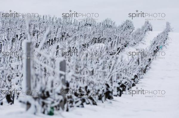 Vignoble Bordelais sous la neige (JBNADEAU_01217.jpg)