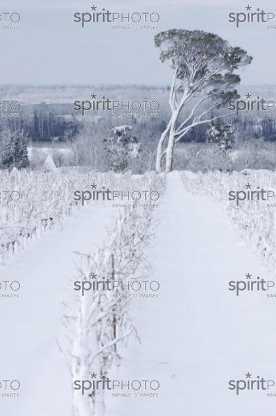 Vignoble Bordelais sous la neige (JBNADEAU_01218.jpg)