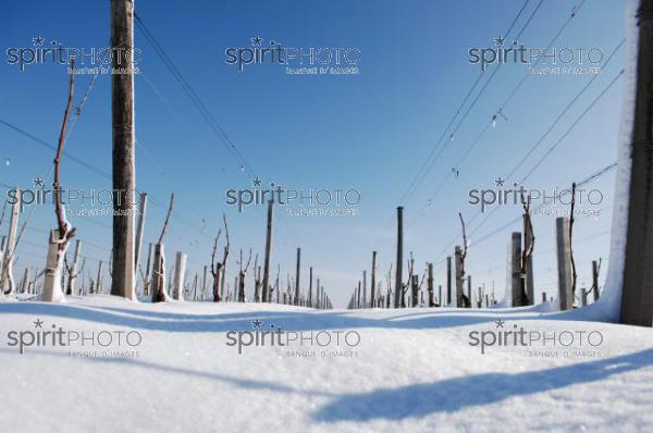 Vignoble Bordelais sous la neige (JBNADEAU_01220.jpg)