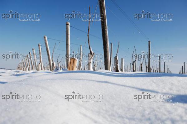 Vignoble Bordelais sous la neige (JBNADEAU_01221.jpg)