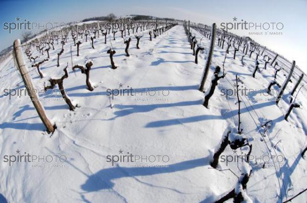 Vignoble Bordelais sous la neige (JBNADEAU_01226.jpg)