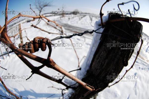 Vignoble Bordelais sous la neige (JBNADEAU_01227.jpg)