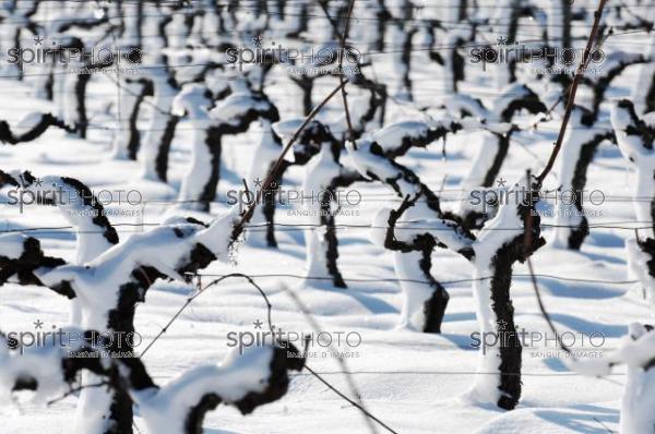 Vignoble Bordelais sous la neige (JBNADEAU_01228.jpg)
