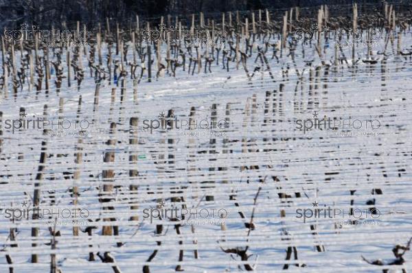 Vignoble Bordelais sous la neige (JBNADEAU_01232.jpg)