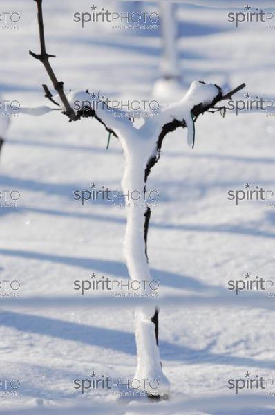 Vignoble Bordelais sous la neige (JBNADEAU_01237.jpg)