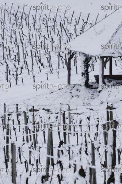 Vignoble Bordelais sous la neige (JBNADEAU_01240.jpg)