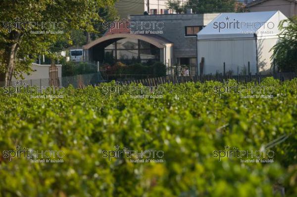 Vignoble Bordelais-La Passion Haut-Brion (JBNADEAU_01377.jpg)