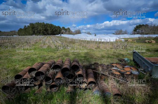 FRANCE, GIRONDE, LANDIRAS, PREPARATION DU VIGNOBLE AVANT LA PERIODE DE GEL DE DEBUT AVRIL 2022 SUR LE DOMAINE VITICOLE DU CELEBRE VIN LIBER PATER AVEC LA POSE D'UN GEOTEXTILE PAR DES EQUIPES D'OUVRIERS VITICOLES LE 1ER AVRIL 2022. (JBN_0033.jpg)