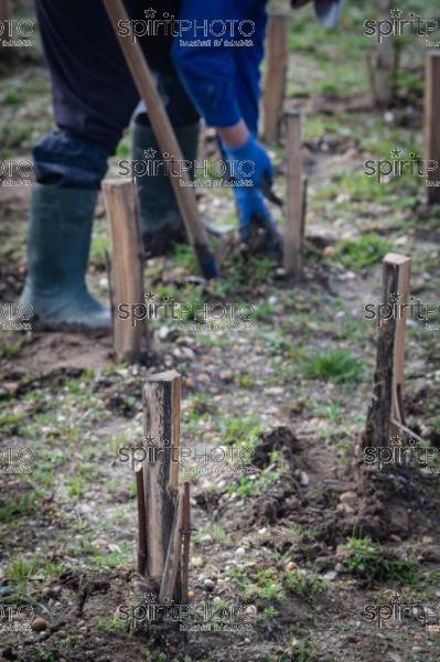 GIRONDE (33), LANDIRAS, VIGNOBLE LIBER PATER, LOIC PASQUET, VIGNOBLE BORDELAIS, LE VIN LE PLUS CHER AU MONDE CREE A PARTIR DE VIGNES PREPHYLLOXERIQUES, AOC GRAVES., ASSEMBLAGE 100% FRANC-DE-PIED (JBN_0039.jpg)