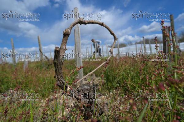 FRANCE, GIRONDE, LANDIRAS, PREPARATION DU VIGNOBLE AVANT LA PERIODE DE GEL DE DEBUT AVRIL 2022 SUR LE DOMAINE VITICOLE DU CELEBRE VIN LIBER PATER AVEC LA POSE D'UN GEOTEXTILE PAR DES EQUIPES D'OUVRIERS VITICOLES LE 1ER AVRIL 2022. (JBN_0048.jpg)