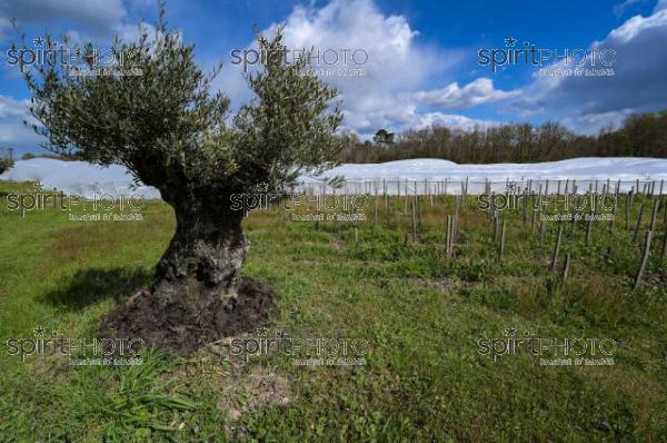 FRANCE, GIRONDE, LANDIRAS, PREPARATION DU VIGNOBLE AVANT LA PERIODE DE GEL DE DEBUT AVRIL 2022 SUR LE DOMAINE VITICOLE DU CELEBRE VIN LIBER PATER AVEC LA POSE D'UN GEOTEXTILE PAR DES EQUIPES D'OUVRIERS VITICOLES LE 1ER AVRIL 2022. (JBN_0054.jpg)