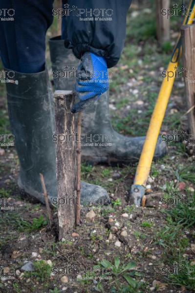 GIRONDE (33), LANDIRAS, VIGNOBLE LIBER PATER, LOIC PASQUET, VIGNOBLE BORDELAIS, LE VIN LE PLUS CHER AU MONDE CREE A PARTIR DE VIGNES PREPHYLLOXERIQUES, AOC GRAVES., ASSEMBLAGE 100% FRANC-DE-PIED (JBN_0064.jpg)