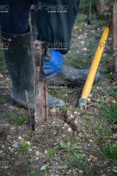 GIRONDE (33), LANDIRAS, VIGNOBLE LIBER PATER, LOIC PASQUET, VIGNOBLE BORDELAIS, LE VIN LE PLUS CHER AU MONDE CREE A PARTIR DE VIGNES PREPHYLLOXERIQUES, AOC GRAVES., ASSEMBLAGE 100% FRANC-DE-PIED (JBN_0068.jpg)