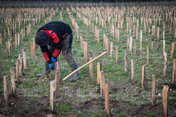 GIRONDE (33), LANDIRAS, VIGNOBLE LIBER PATER, LOIC PASQUET, VIGNOBLE BORDELAIS, LE VIN LE PLUS CHER AU MONDE CREE A PARTIR DE VIGNES PREPHYLLOXERIQUES, AOC GRAVES., ASSEMBLAGE 100% FRANC-DE-PIED (JBN_0085.jpg)