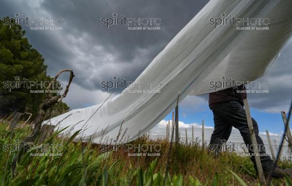 FRANCE, GIRONDE, LANDIRAS, PREPARATION DU VIGNOBLE AVANT LA PERIODE DE GEL DE DEBUT AVRIL 2022 SUR LE DOMAINE VITICOLE DU CELEBRE VIN LIBER PATER AVEC LA POSE D'UN GEOTEXTILE PAR DES EQUIPES D'OUVRIERS VITICOLES LE 1ER AVRIL 2022. (JBN_0091.jpg)