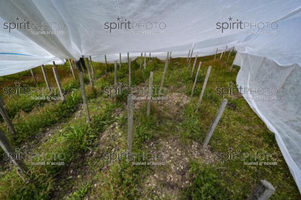 FRANCE, GIRONDE, LANDIRAS, PREPARATION DU VIGNOBLE AVANT LA PERIODE DE GEL DE DEBUT AVRIL 2022 SUR LE DOMAINE VITICOLE DU CELEBRE VIN LIBER PATER AVEC LA POSE D'UN GEOTEXTILE PAR DES EQUIPES D'OUVRIERS VITICOLES LE 1ER AVRIL 2022. (JBN_0097.jpg)