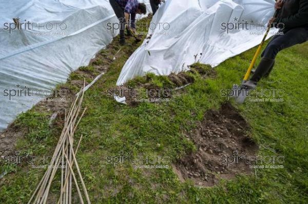 FRANCE, GIRONDE, LANDIRAS, PREPARATION DU VIGNOBLE AVANT LA PERIODE DE GEL DE DEBUT AVRIL 2022 SUR LE DOMAINE VITICOLE DU CELEBRE VIN LIBER PATER AVEC LA POSE D'UN GEOTEXTILE PAR DES EQUIPES D'OUVRIERS VITICOLES LE 1ER AVRIL 2022. (JBN_0102.jpg)