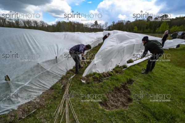 FRANCE, GIRONDE, LANDIRAS, PREPARATION DU VIGNOBLE AVANT LA PERIODE DE GEL DE DEBUT AVRIL 2022 SUR LE DOMAINE VITICOLE DU CELEBRE VIN LIBER PATER AVEC LA POSE D'UN GEOTEXTILE PAR DES EQUIPES D'OUVRIERS VITICOLES LE 1ER AVRIL 2022. (JBN_0108.jpg)