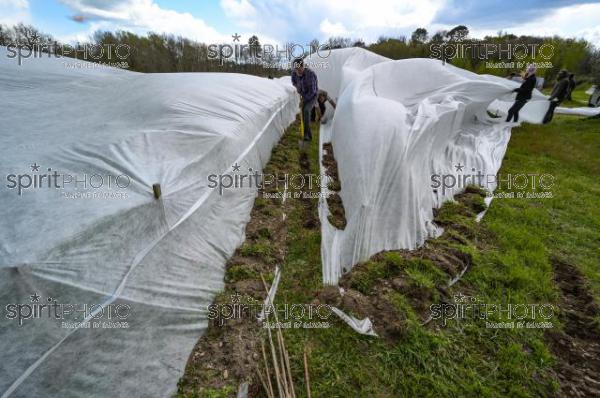 FRANCE, GIRONDE, LANDIRAS, PREPARATION DU VIGNOBLE AVANT LA PERIODE DE GEL DE DEBUT AVRIL 2022 SUR LE DOMAINE VITICOLE DU CELEBRE VIN LIBER PATER AVEC LA POSE D'UN GEOTEXTILE PAR DES EQUIPES D'OUVRIERS VITICOLES LE 1ER AVRIL 2022. (JBN_0111.jpg)