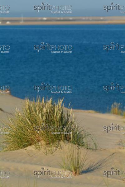 Dune du Pyla - Bassin d'Arcachon (JBN_01535.jpg)